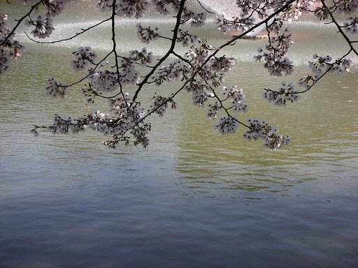 桜、噴水のある風景