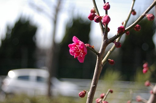 梅一輪