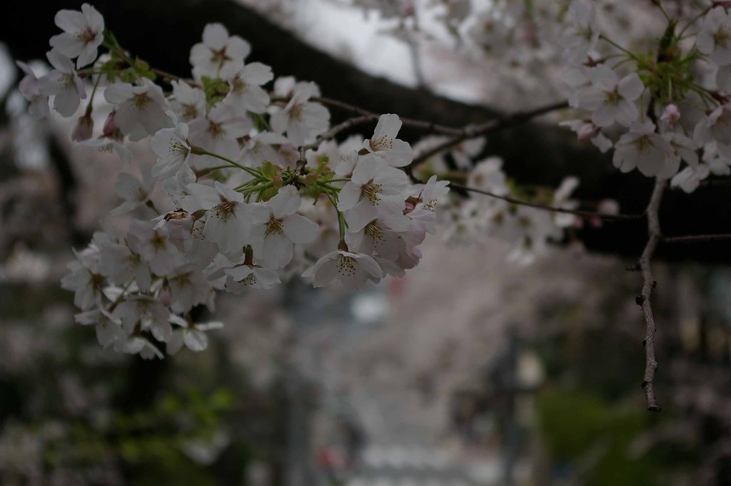 桜坂