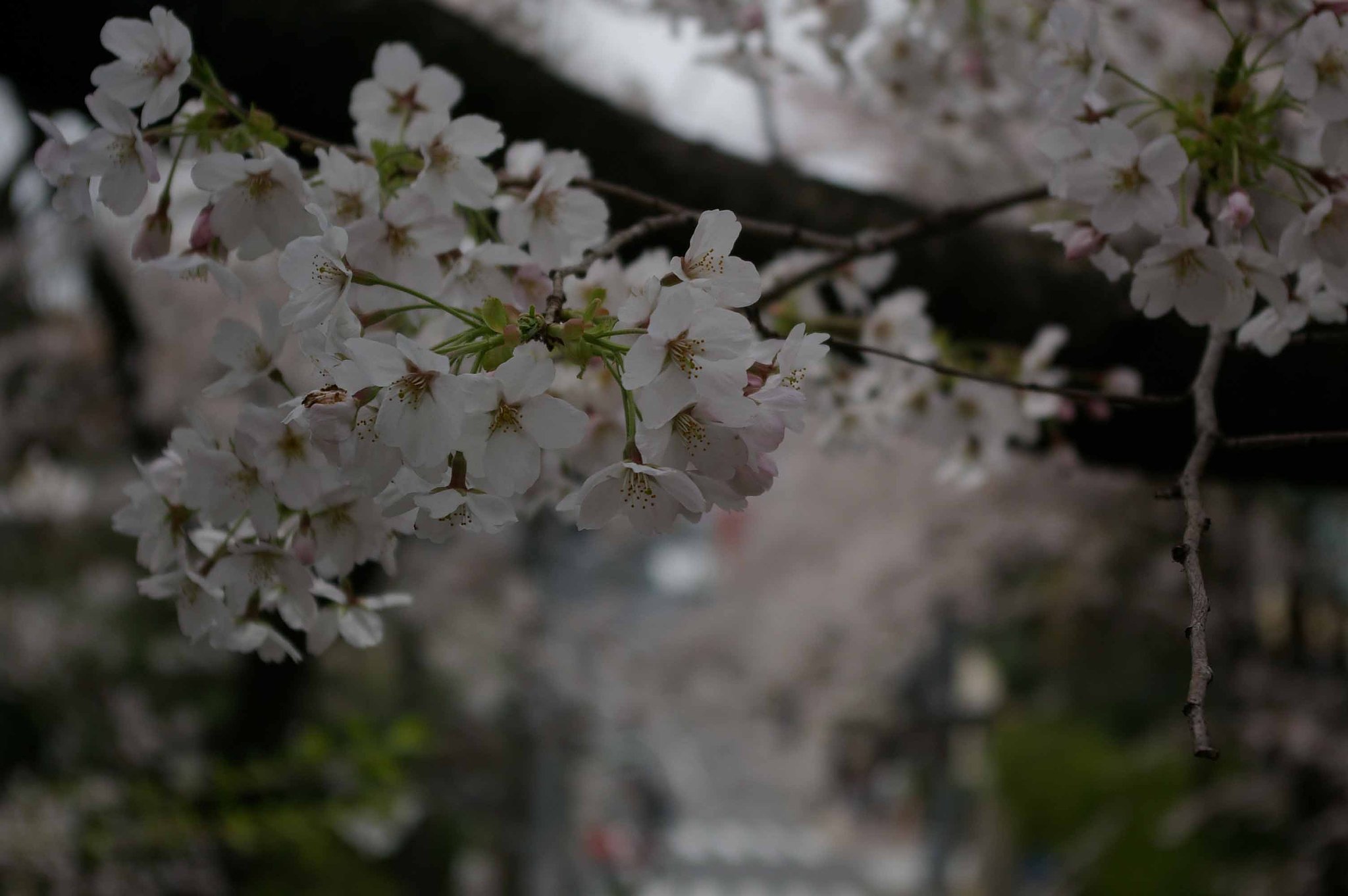 桜坂