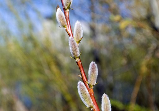 春の香り（ボケチェック）