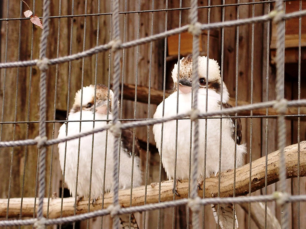 ◆冬の動物園から-23