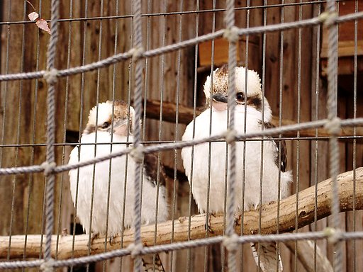 ◆冬の動物園から-23