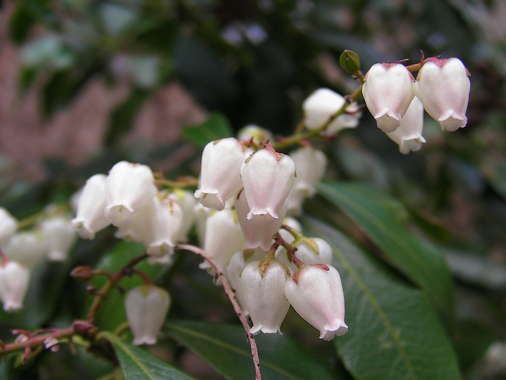 何のお花？