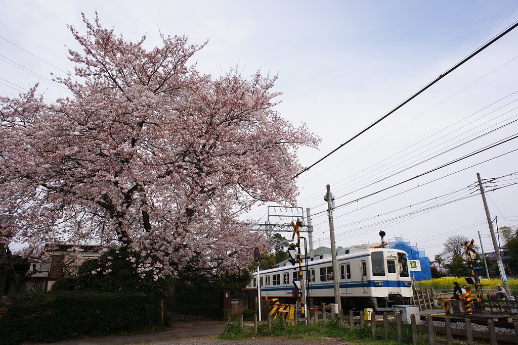 野田線
