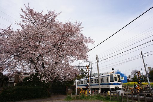 野田線