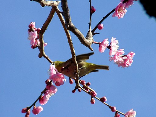 ★ウメの花くらべ-10 塒出錦
