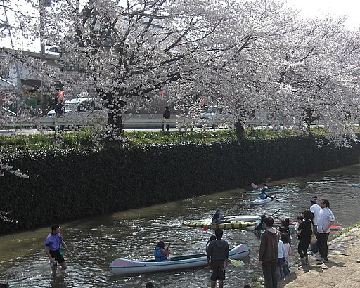 桜とカヌー