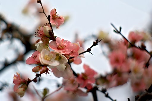 「ザ・ワールド」木瓜