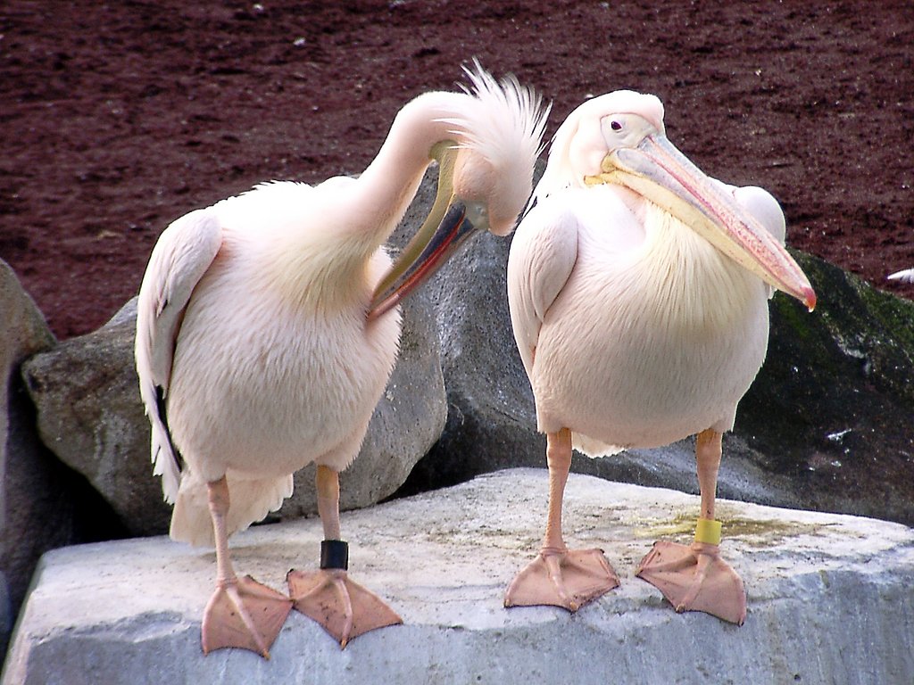 ◆冬の動物園から-26