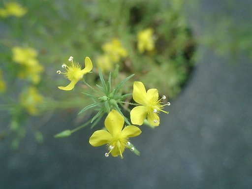 花に隠れたデンデンムシ