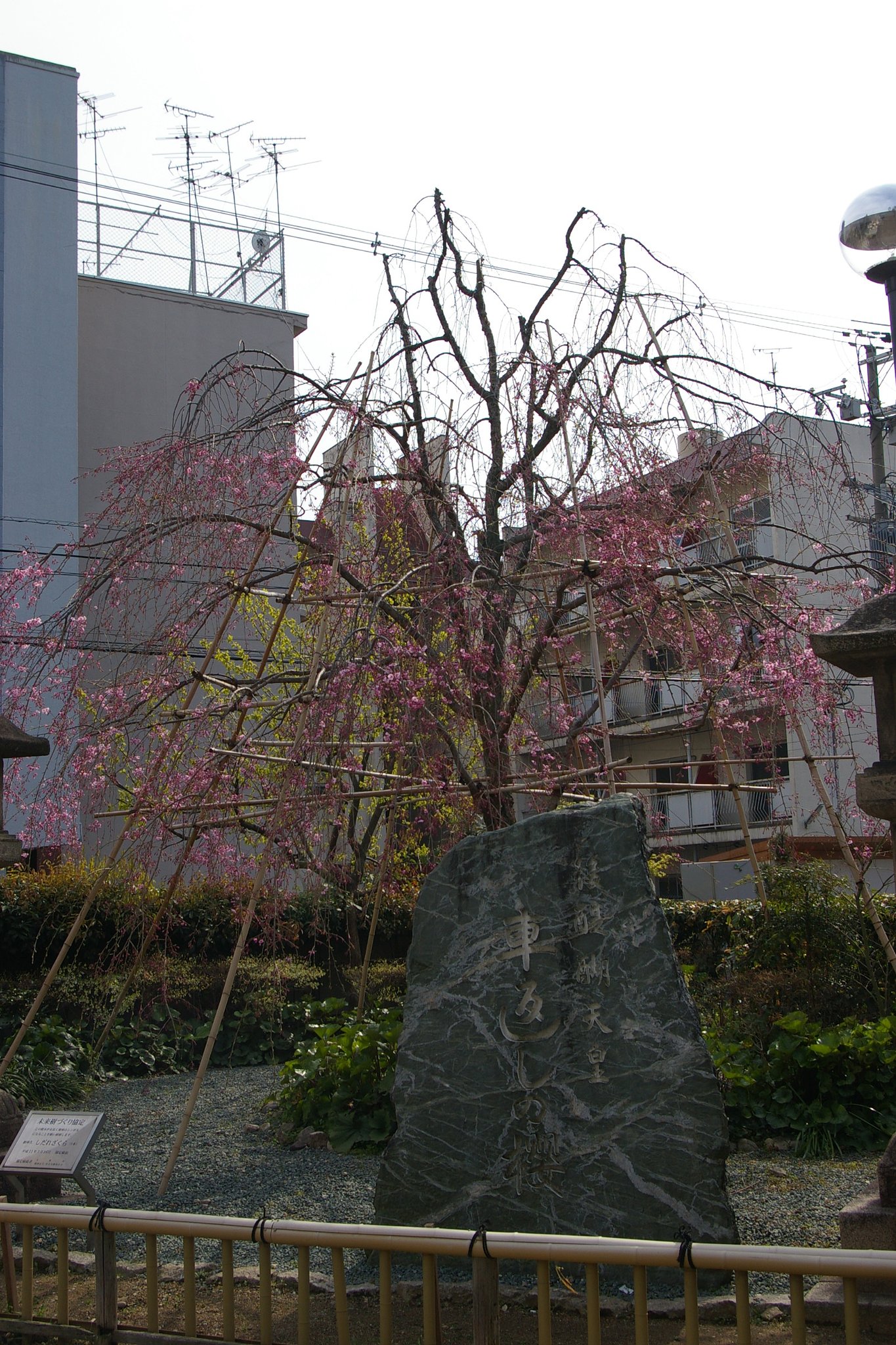 車返しの桜
