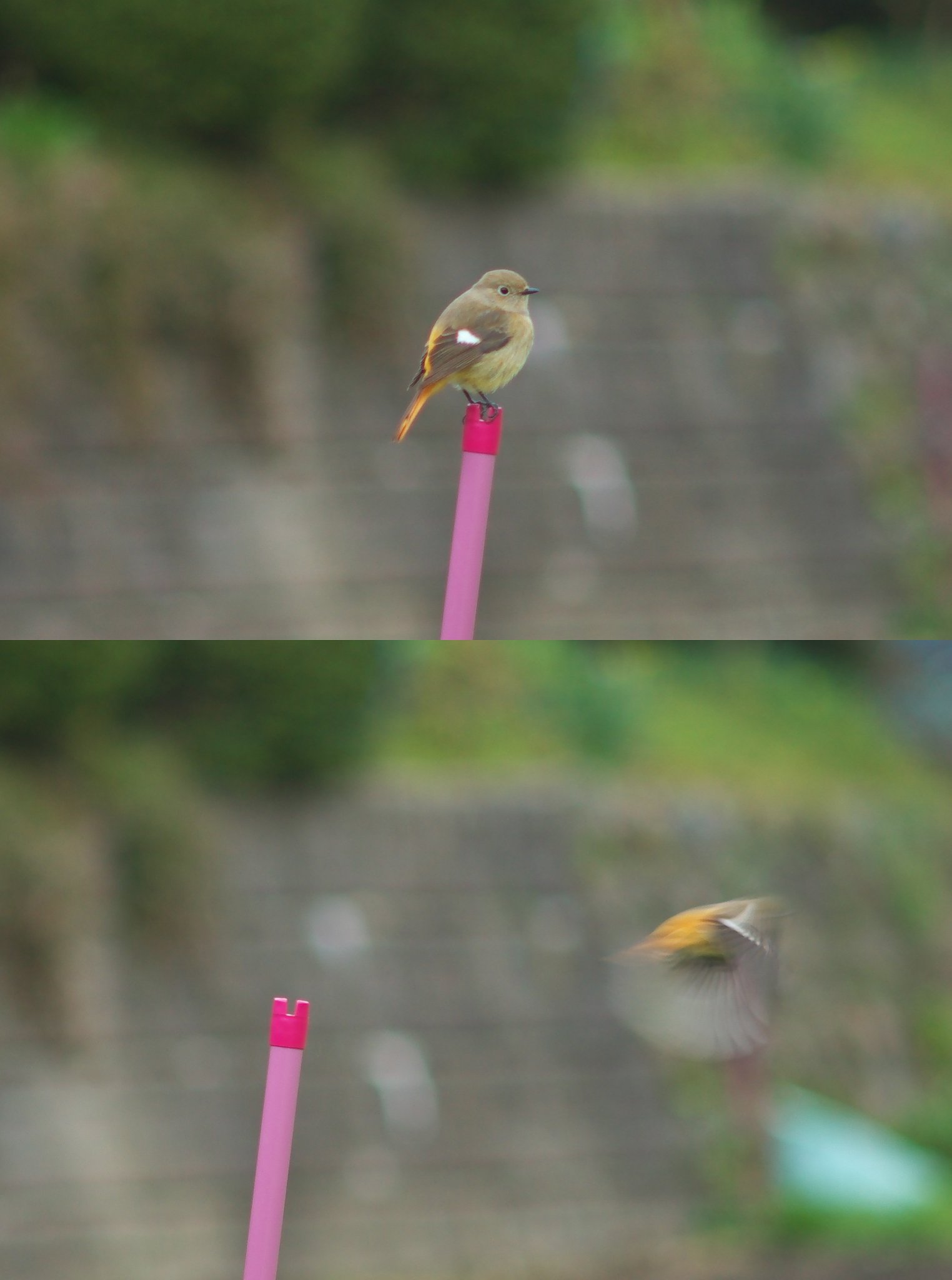 村中の道でジョウビタキ♀さんに