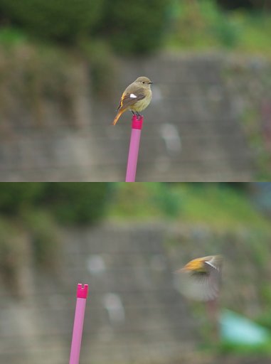 村中の道でジョウビタキ♀さんに