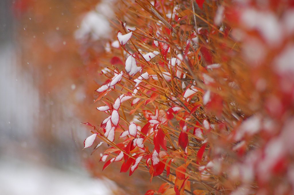 雪化粧