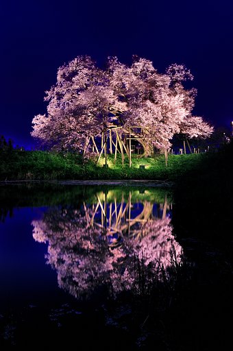 浅井の一本桜