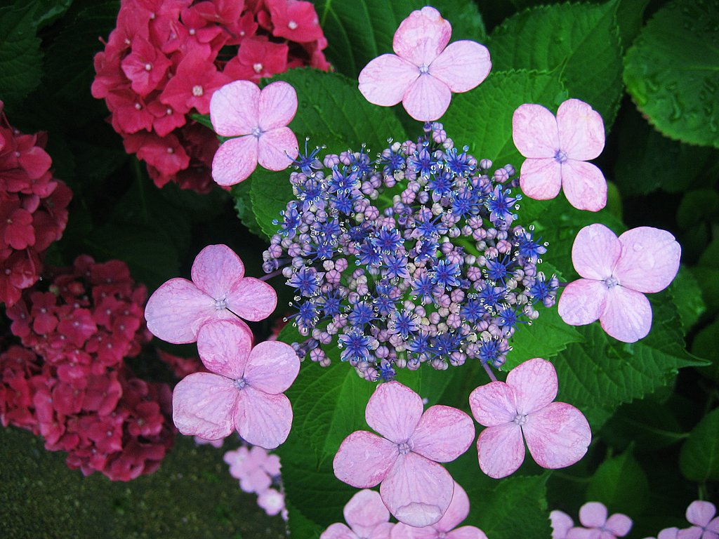 【ザ・ワールド】紫陽花の世界観