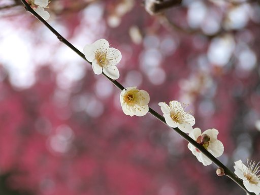 【自然】 梅燃ゆる