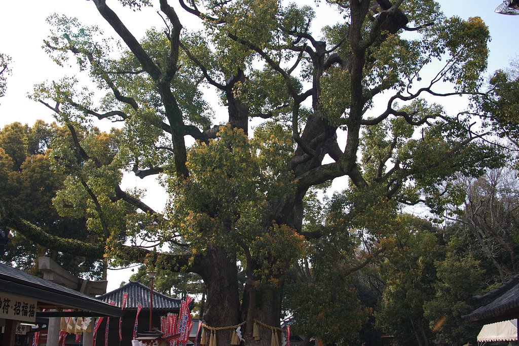 夫婦楠樹齢八百年