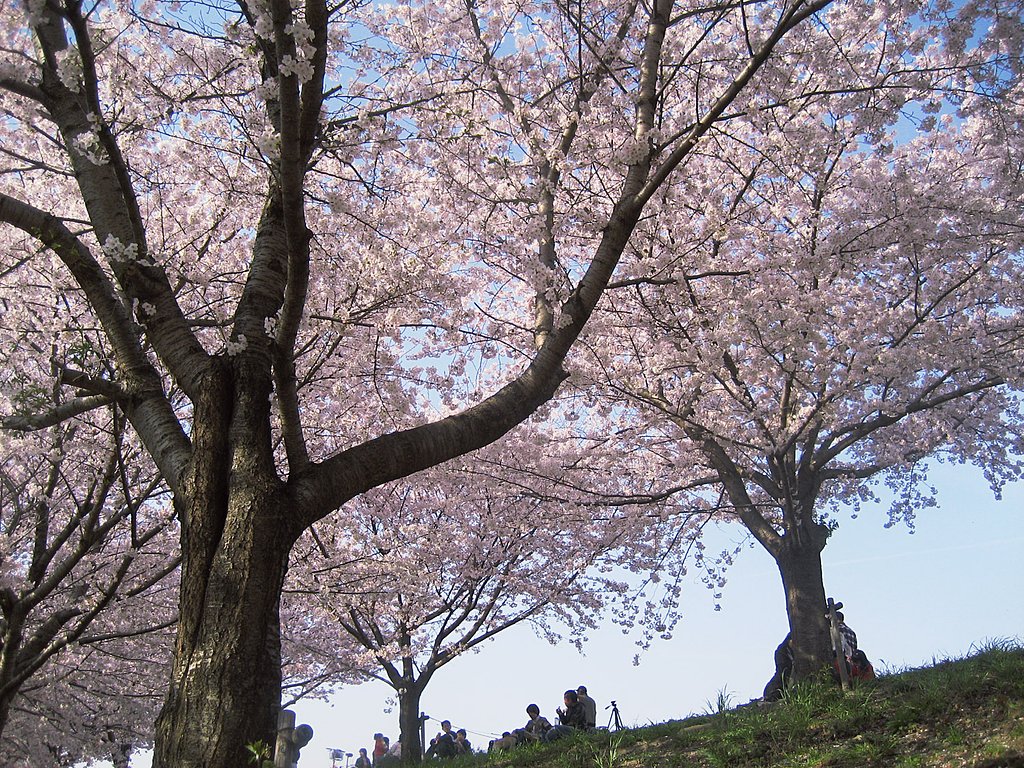 花見日和