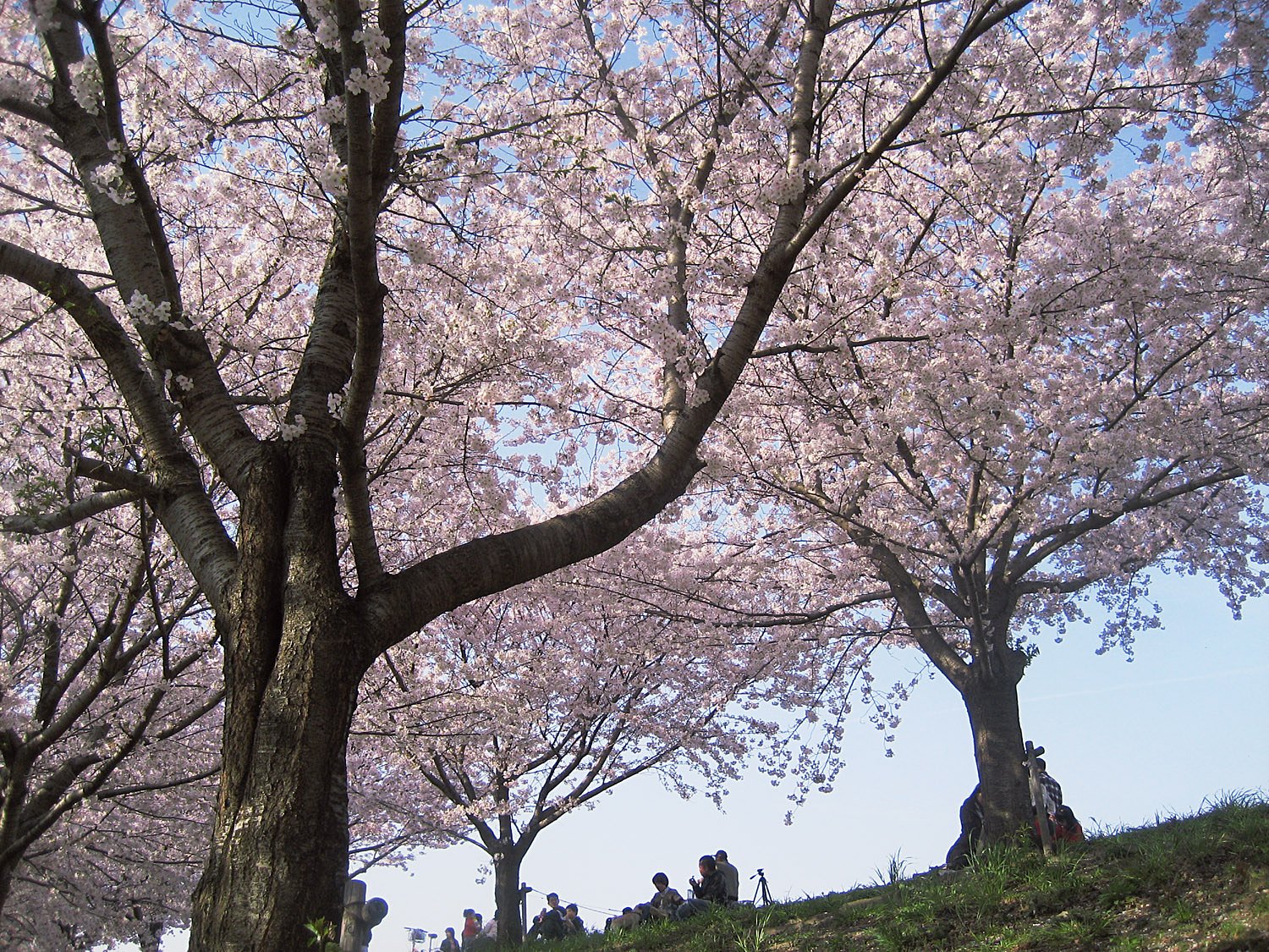 花見日和