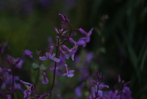 紫花菜