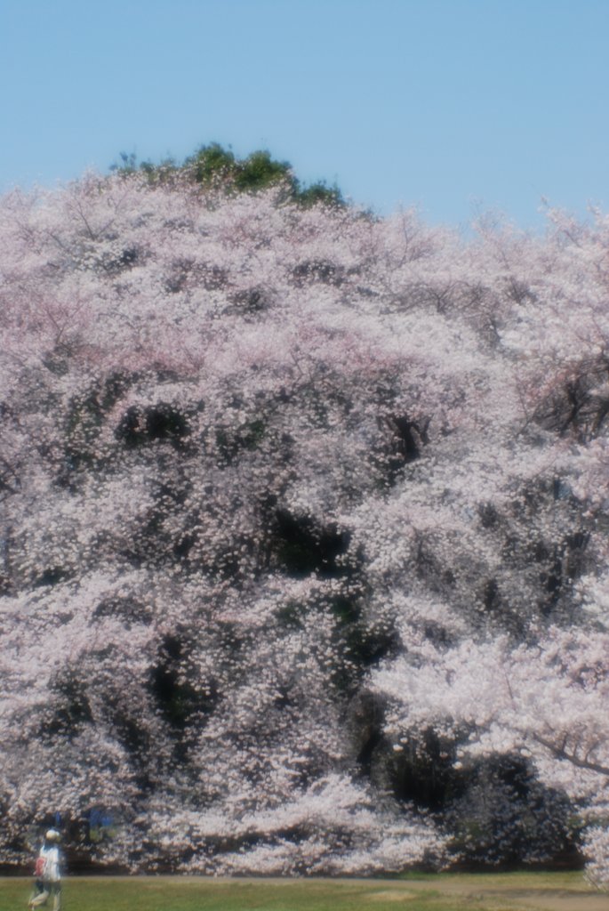 砧公園にて