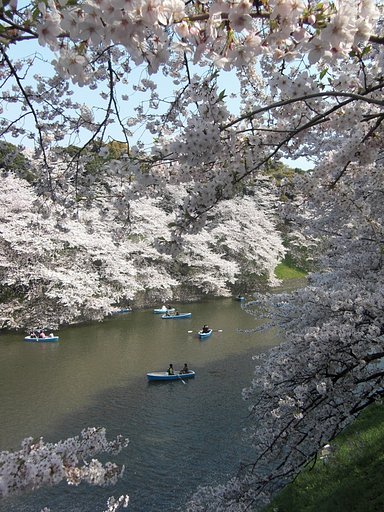 千鳥ヶ淵