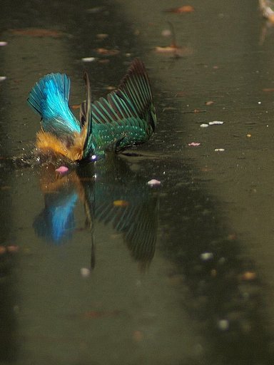「池面に刺さる翡翠」削除出来ない画像その２