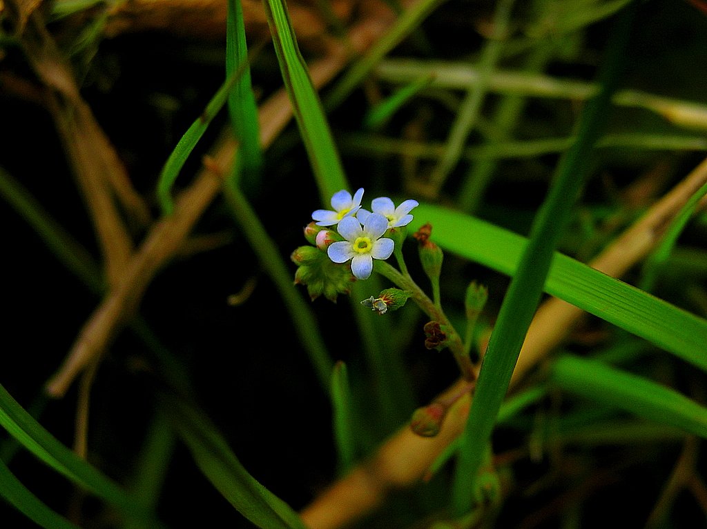 3mmの美
