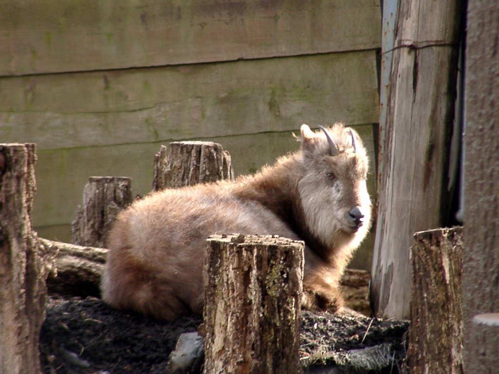 ◆冬の動物園から-30