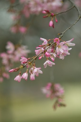 春本番