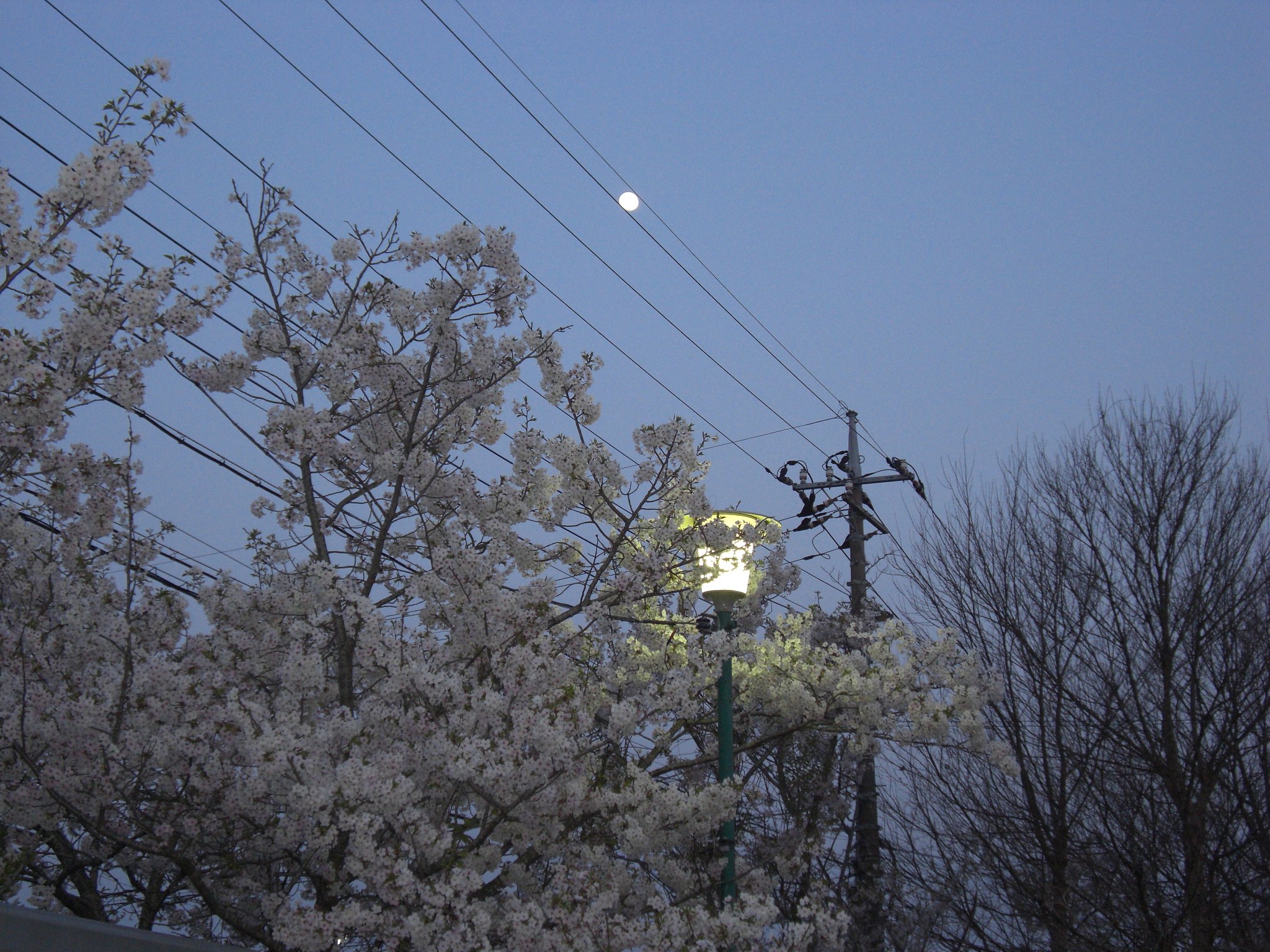 月と桜