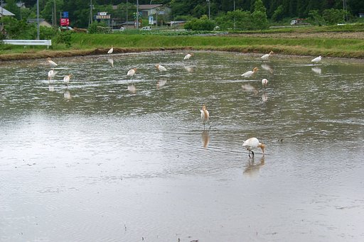 代掻き中にアマサギが！