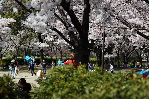 花見日和