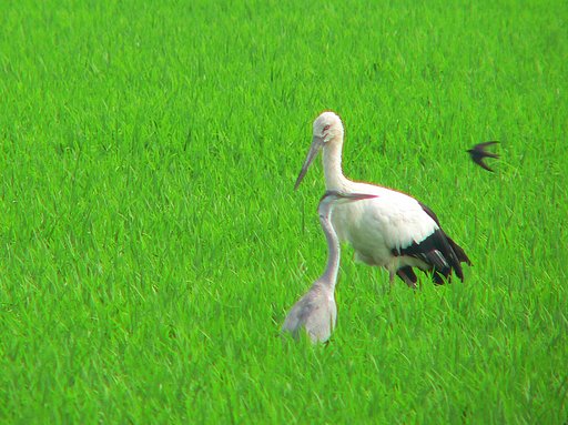 【ザ・ワールド】鳥の世界特別天然記念物