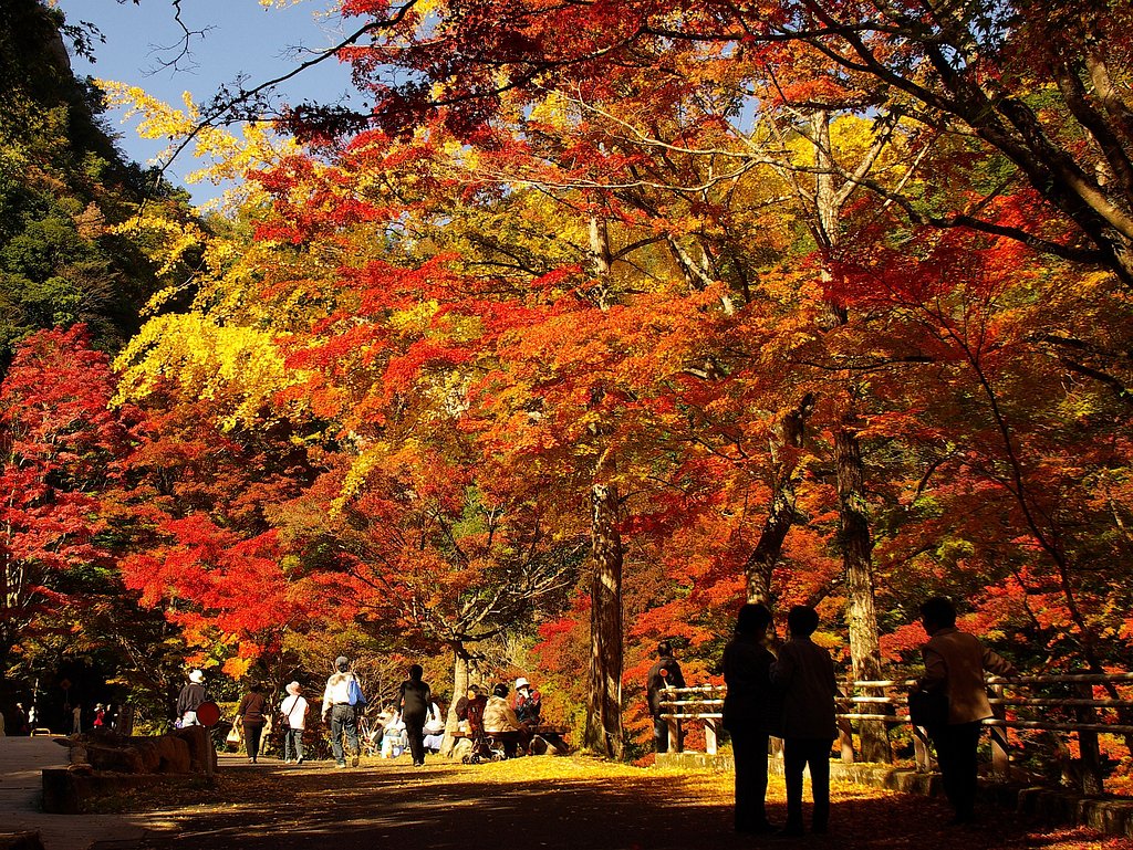 紅葉シャワー