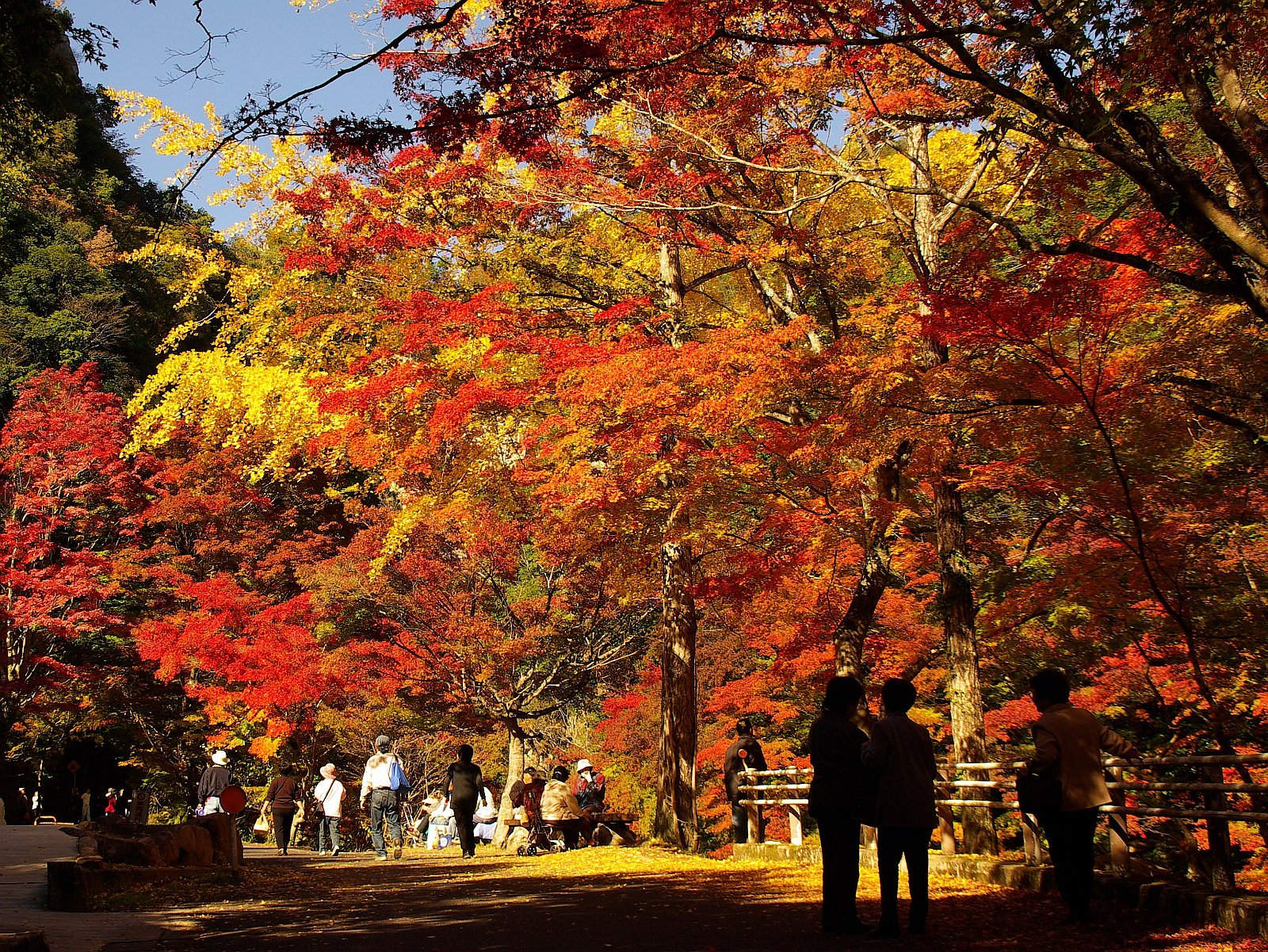 紅葉シャワー