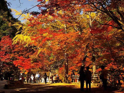 紅葉シャワー