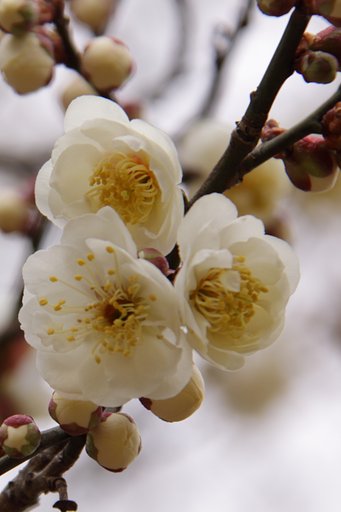 梅花