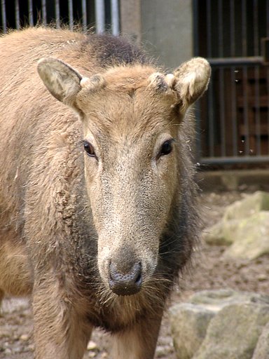 ◆冬の動物園から-31