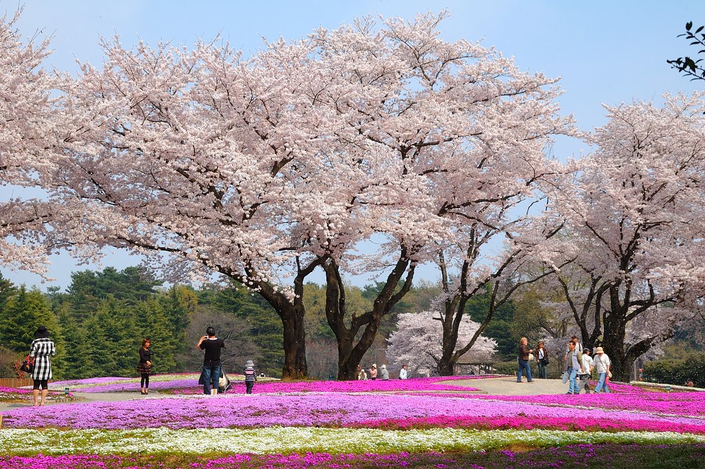 サクラと芝サクラと家族連れ