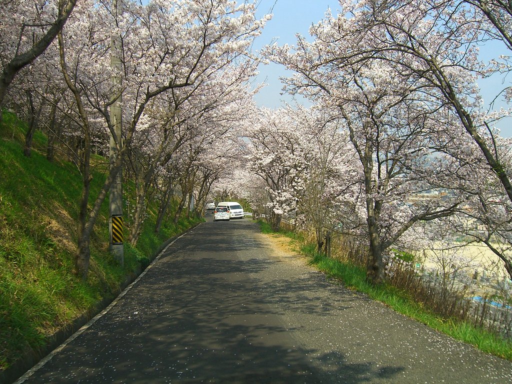 散り始めて