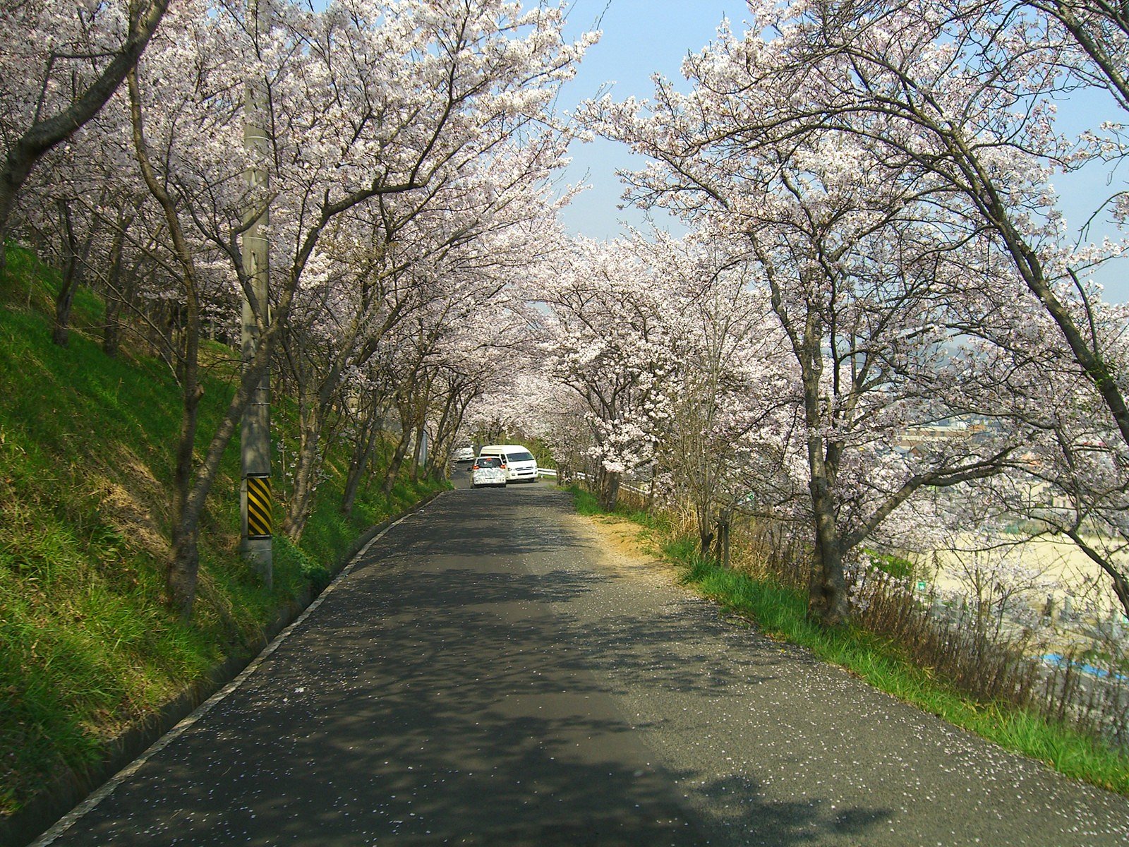 散り始めて