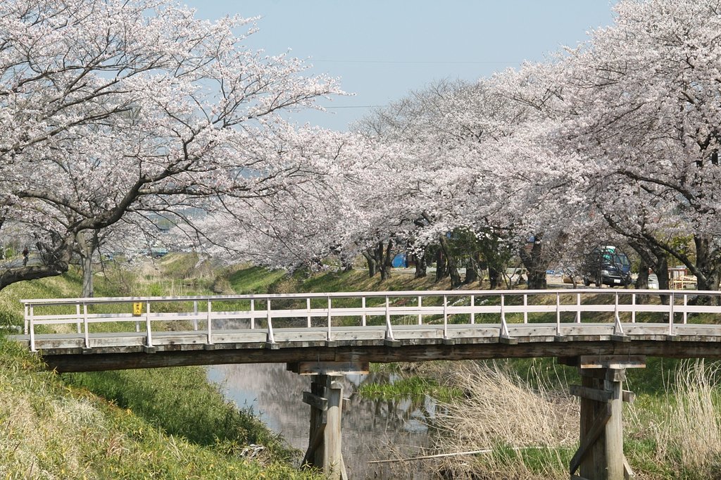 桜の川