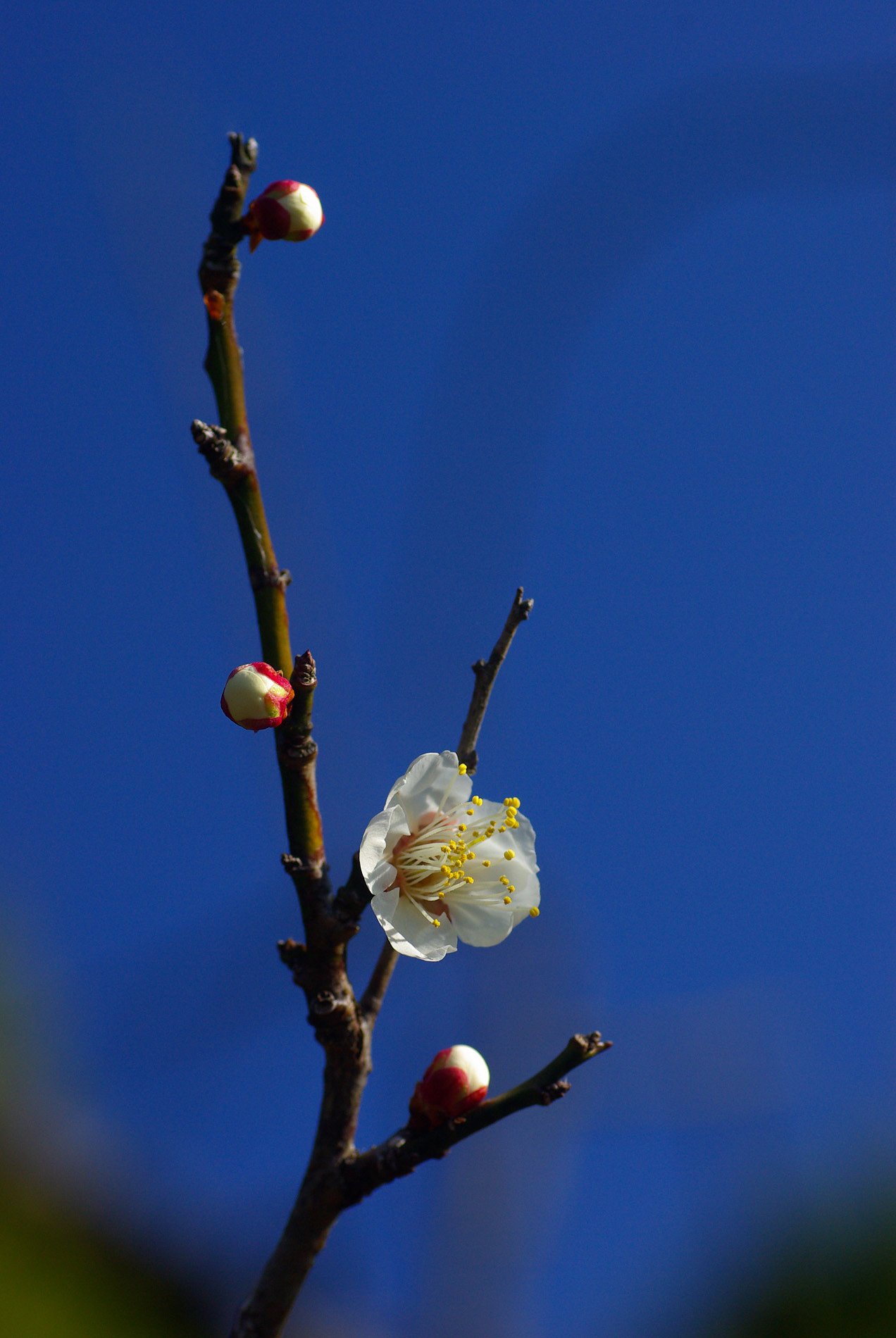 梅の花