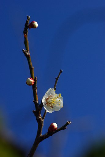 梅の花