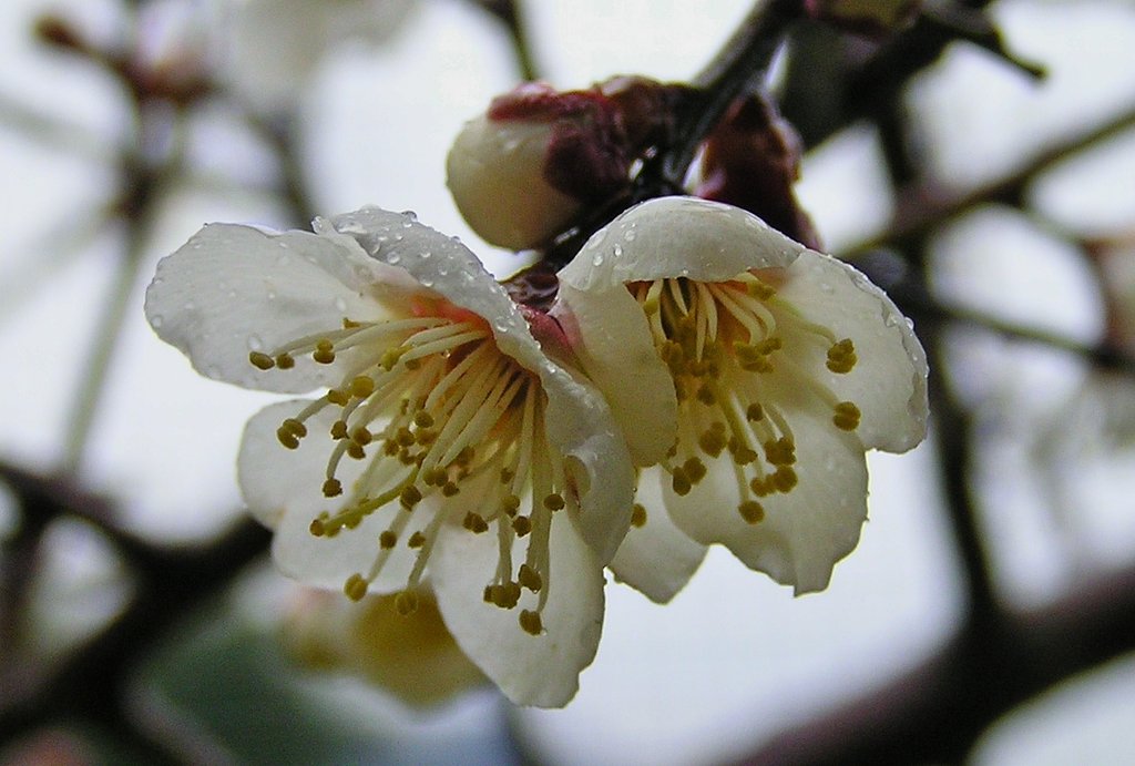 白い梅の花
