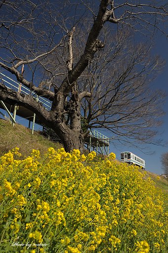３月の旅情