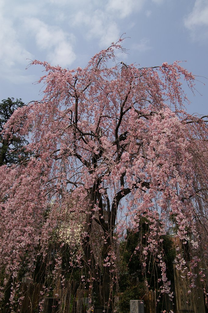 谷中の枝垂桜